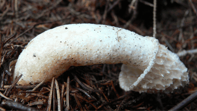 why is the tip shaped like a mushroom