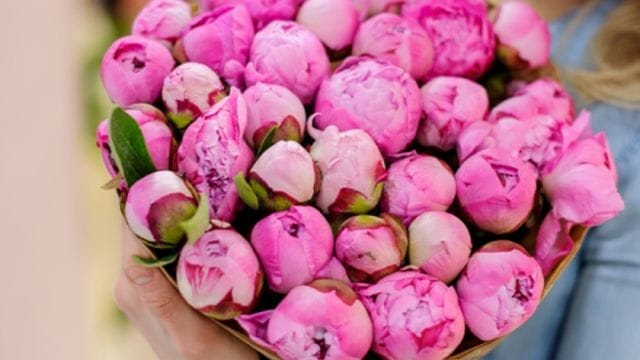 When Are Peonies in Season
